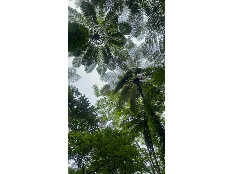 【奄美大島】日中に大自然を満喫！ジャングルツアー（120分）【即日予約可能】★口コミ投稿で撮影データ無料プレゼント★の紹介画像