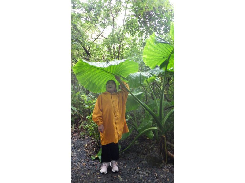 【奄美大島】日中に大自然を満喫！ジャングルツアー（120分）【即日予約可能】★口コミ投稿で撮影データ無料プレゼント★の紹介画像