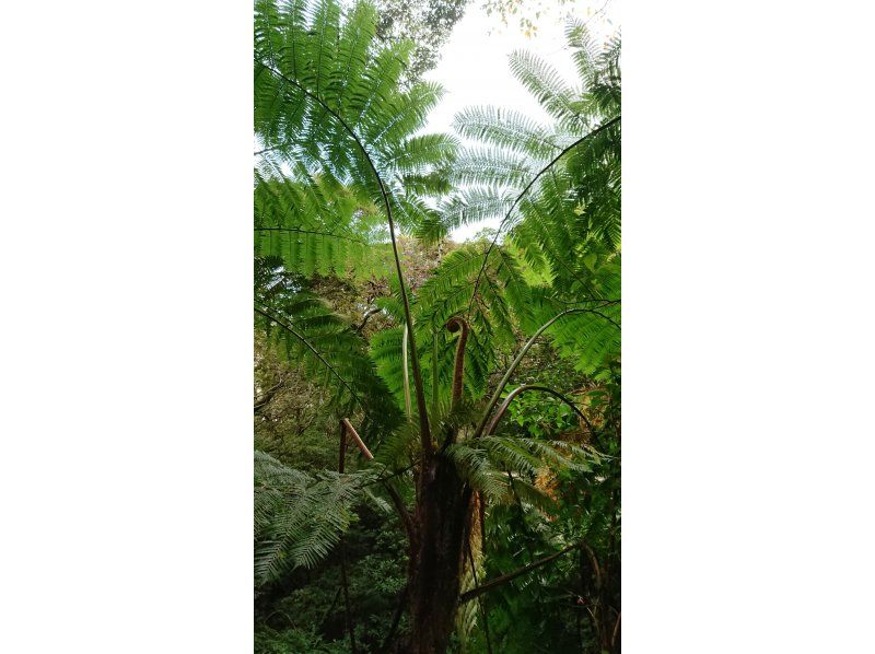 【奄美大島】日中に大自然を満喫！ジャングルツアー（120分）【即日予約可能】★口コミ投稿で撮影データ無料プレゼント★の紹介画像