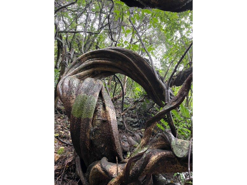 【奄美大島】日中に大自然を満喫！ジャングルツアー（120分）【即日予約可能】★口コミ投稿で撮影データ無料プレゼント★の紹介画像