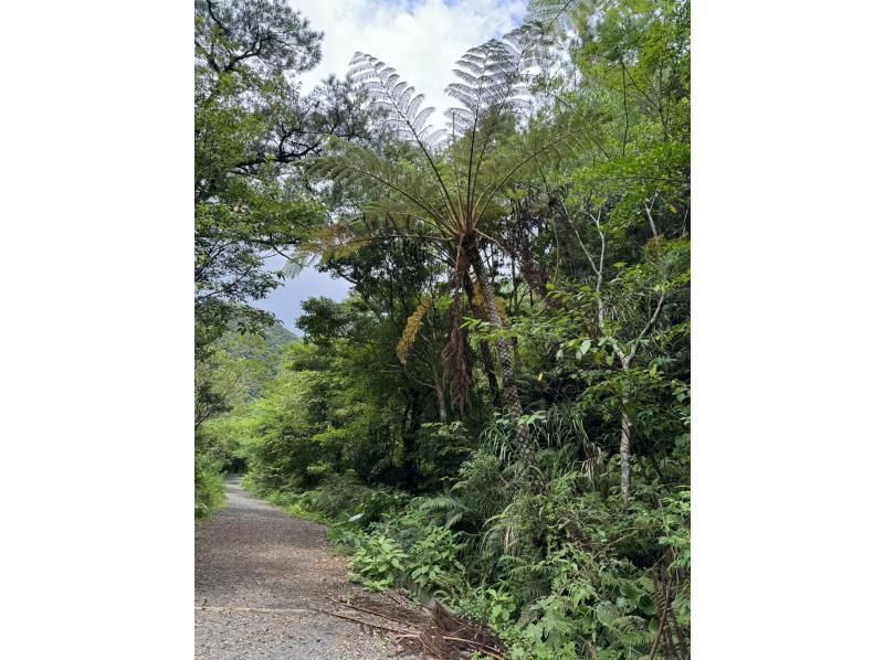 【奄美大島】日中に大自然を満喫！ジャングルツアー（120分）【即日予約可能】★口コミ投稿で撮影データ無料プレゼント★の紹介画像