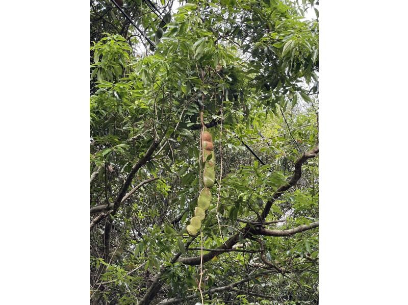 【奄美大島】日中に大自然を満喫！ジャングルツアー（120分）【即日予約可能】★口コミ投稿で撮影データ無料プレゼント★の紹介画像