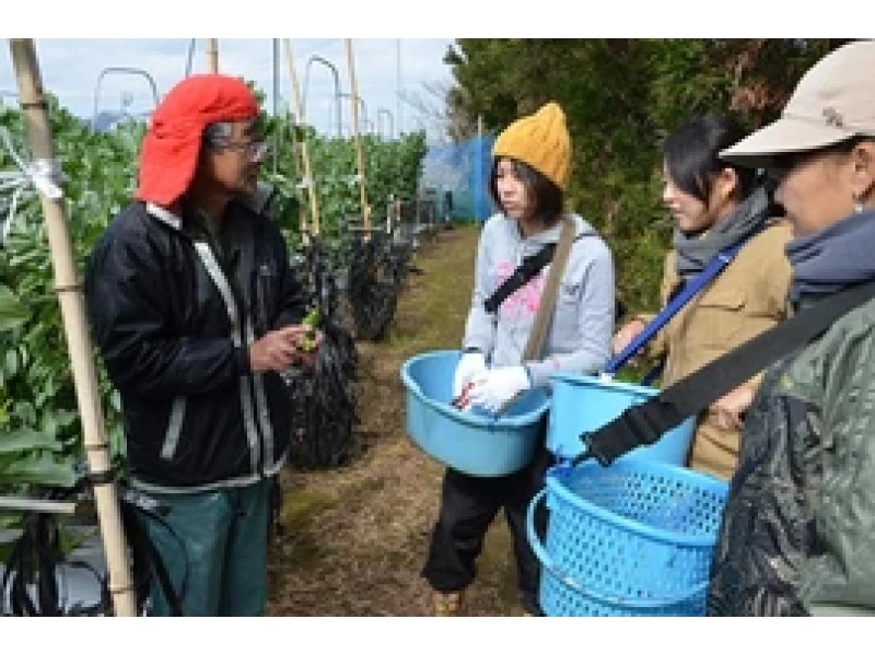 【長崎・五島】農業体験～旬野菜の収穫できます！お土産付き・ファミリーにおすすめ！の紹介画像