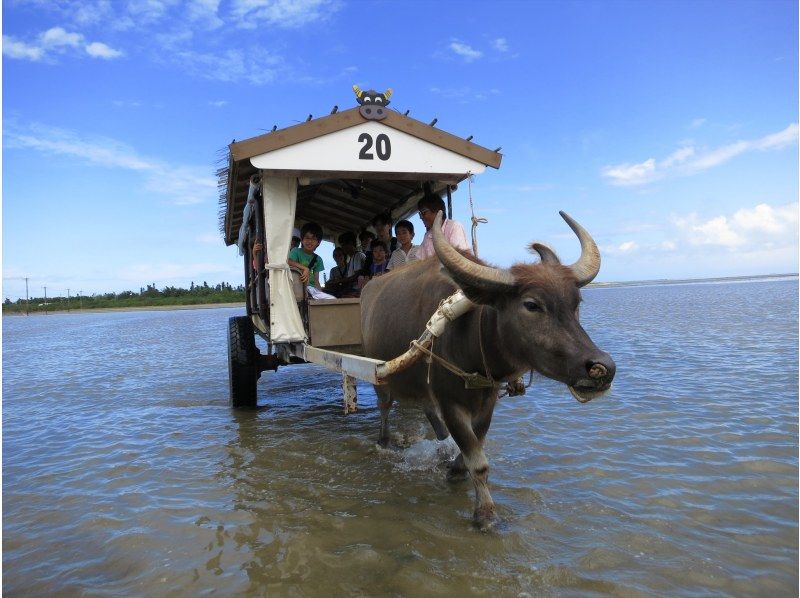 西表島カヌークラブ空風　由布島の水牛車を楽しむ人々