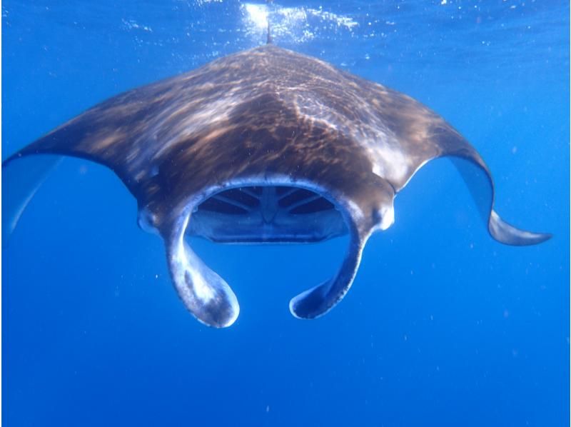 【沖縄県・石垣島】マンタ・ウミガメ・サンゴ礁シュノーケリング　半日amコースの紹介画像