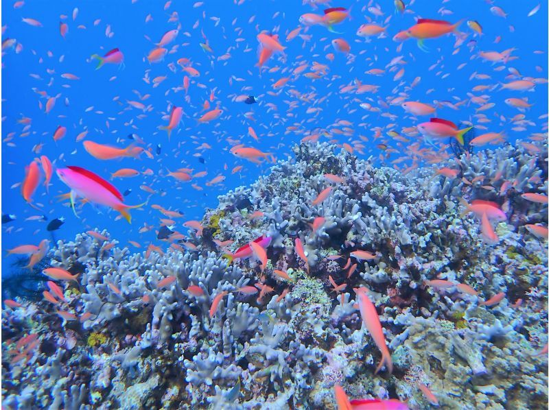 【沖縄県・石垣島】マンタ・ウミガメ・サンゴ礁体験ダイビング 1日コースの紹介画像