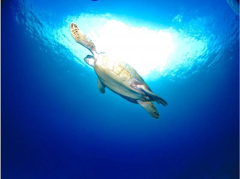 【沖縄・本部、水納島・瀬底島】手ぶらで集合　体験ダイビング　半日いっぱい遊べる2dive　の紹介画像