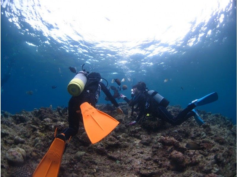 【沖縄・本部、水納島・瀬底島】手ぶらで集合　体験ダイビング　半日いっぱい遊べる2dive　の紹介画像