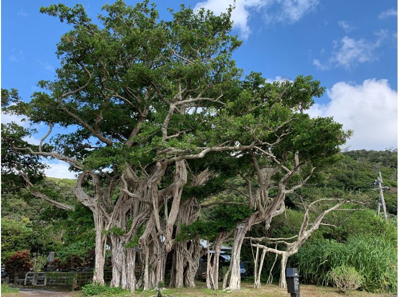 【奄美大島】離島でのんびり★贅沢加計呂麻1日ツアー★【送迎、お弁当、ナイトツアー、シュノーケル付】口コミ投稿で撮影データプレゼント！の紹介画像