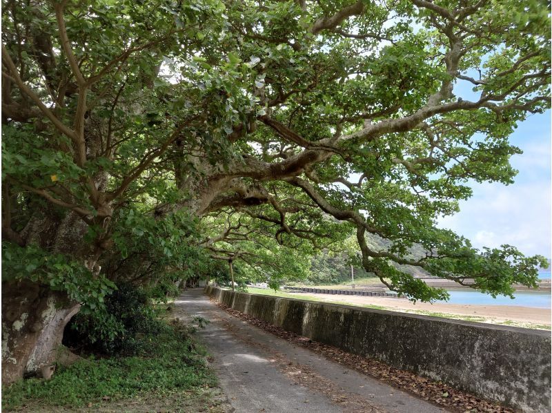 【奄美大島】離島でのんびり★贅沢加計呂麻1日ツアー★【送迎、お弁当、ナイトツアー、シュノーケル付】口コミ投稿で撮影データプレゼント！の紹介画像