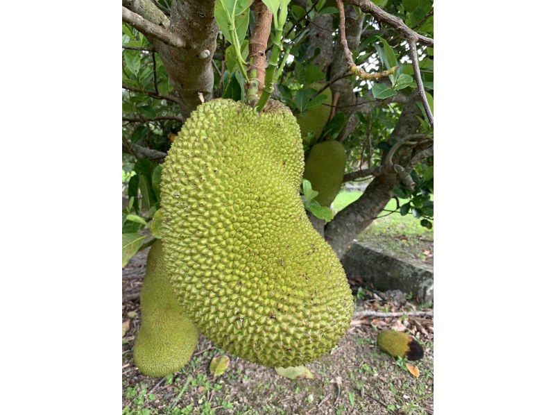 【奄美大島】離島でのんびり★贅沢加計呂麻1日ツアー★【送迎、お弁当、ナイトツアー、シュノーケル付】口コミ投稿で撮影データプレゼント！の紹介画像