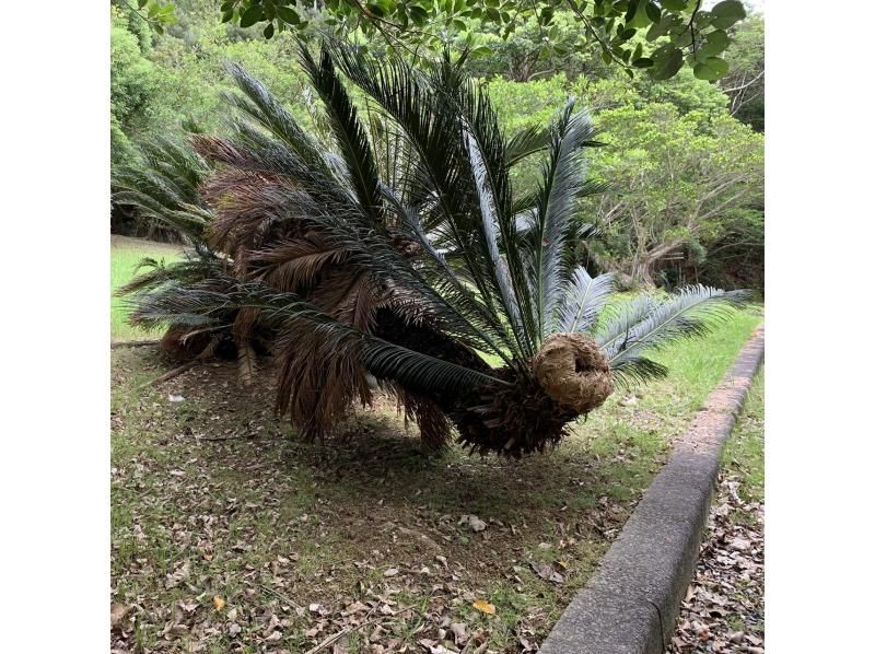 【奄美大島】離島でのんびり★贅沢加計呂麻1日ツアー★【送迎、お弁当、ナイトツアー、シュノーケル付】口コミ投稿で撮影データプレゼント！の紹介画像