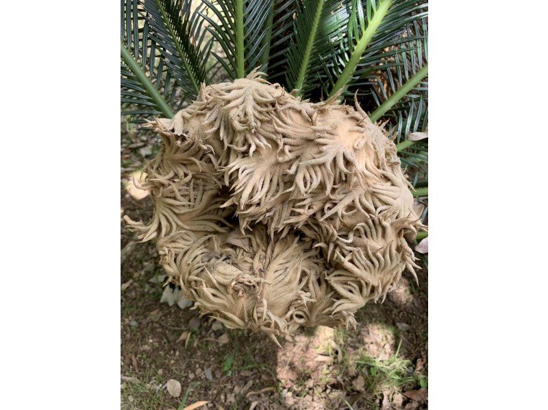 【奄美大島】離島でのんびり★贅沢加計呂麻1日ツアー★【送迎、お弁当、ナイトツアー、シュノーケル付】口コミ投稿で撮影データプレゼント！の紹介画像