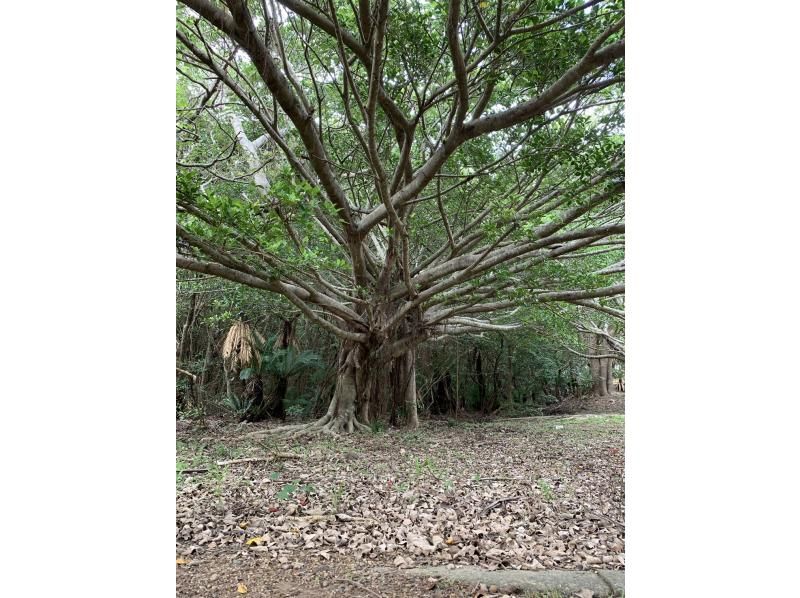 【奄美大島】離島でのんびり★贅沢加計呂麻1日ツアー★【送迎、お弁当、ナイトツアー、シュノーケル付】口コミ投稿で撮影データプレゼント！の紹介画像