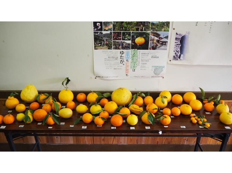 [和歌山 / 田邊] 體驗用時令橙子製作果醬-在常年生長橙子的村莊秋津野用香橙製作果醬-禮物◎♪の紹介画像