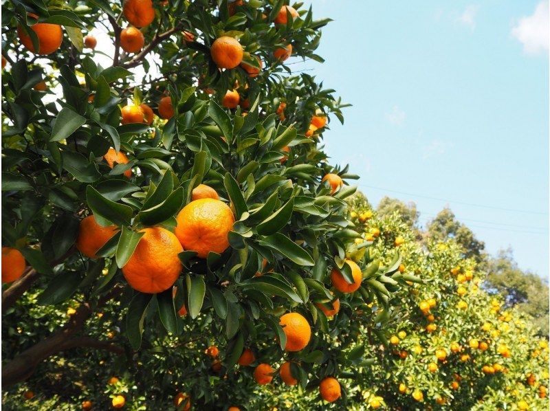[Wakayama / Tanabe] Experience making marmalade with seasonal oranges-Making jam with fragrant oranges in Akitsuno, a village where oranges grow all year round-A gift ◎ ♪の紹介画像