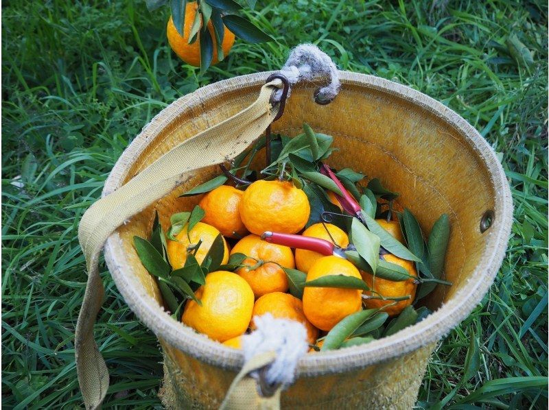 [和歌山 / 田边] 体验用时令橙子制作果酱-在常年生长橙子的村庄秋津野用香橙制作果酱-礼物◎♪の紹介画像