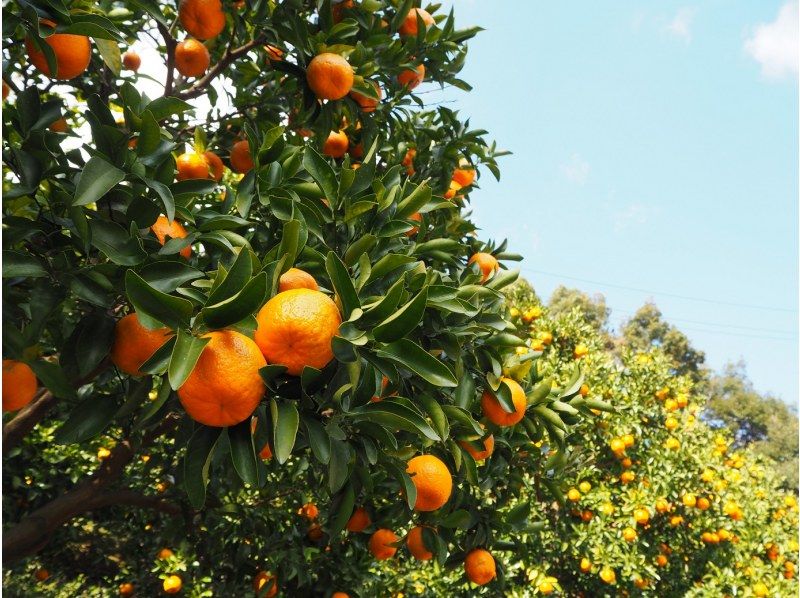 [和歌山/田邊]柑橘村製造。製作帶有濃郁柑橘香味的護手霜和室內噴霧！也可以作為禮物！の紹介画像