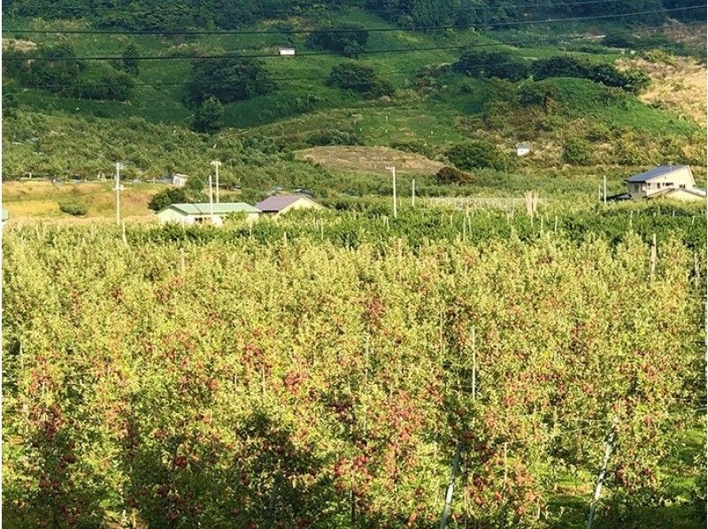 【秋田県・横手市】剪定されたりんごの枝葉で染めるサステナブルな自分だけのハンカチ作り★お茶っこタイム付の紹介画像