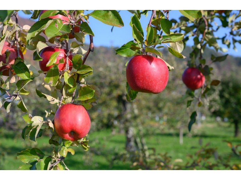 [Yokote City, Akita Prefecture] Make your own sustainable handkerchief dyed with pruned apple tree branches and leaves ★ Tea time includedの紹介画像