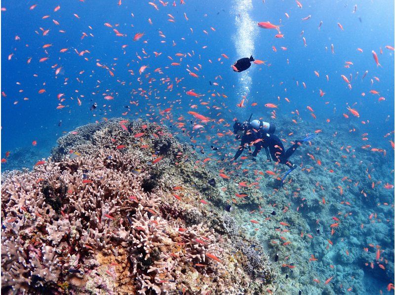 【初心者専門！ビギナー・ブランク大歓迎】日本最大のサンゴ礁「石西礁湖」でファンダイビング！の紹介画像