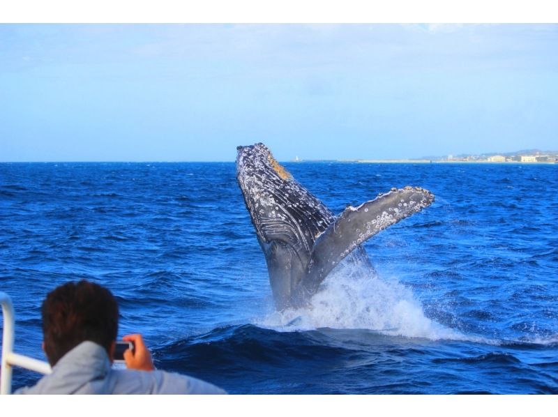 [Northern Japan Whale Watching] ★99% chance of encountering a whale★Okinawa's best seasickness prevention plan! Sickness medicine included & boat resistant to rocking★Special discount and parasailing set available★の紹介画像