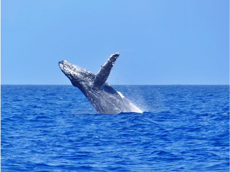 [Northern Japan Whale Watching] ★99% chance of encountering a whale★Okinawa's best seasickness prevention plan! Sickness medicine included & boat resistant to rocking★Special discount and parasailing set available★の紹介画像