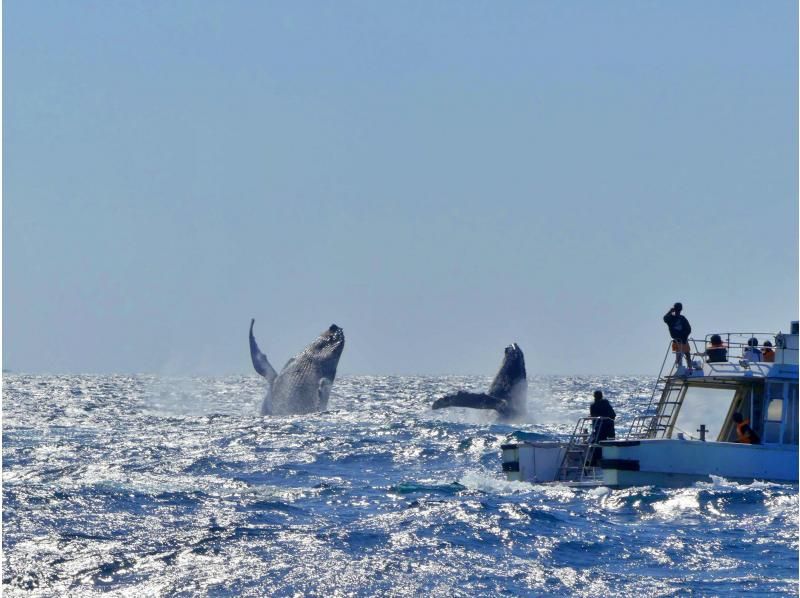 [Northern Japan Whale Watching] ★99% chance of encountering a whale★Okinawa's best seasickness prevention plan! Sickness medicine included & boat resistant to rocking★Special discount and parasailing set available★の紹介画像