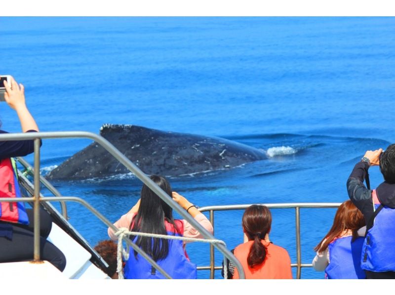 [Northern Japan Whale Watching] ★99% chance of encountering a whale★Okinawa's best seasickness prevention plan! Sickness medicine included & boat resistant to rocking★Special discount and parasailing set available★の紹介画像