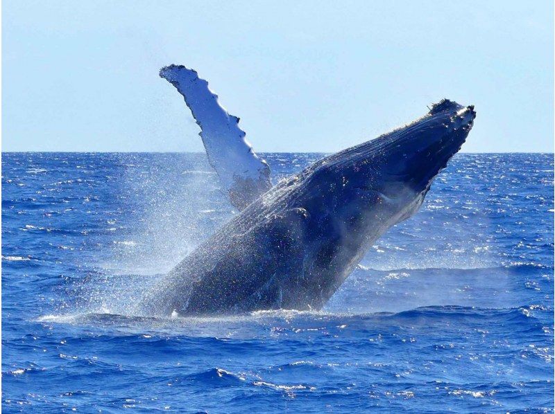 【北部発・ホエールウォッチング】★遭遇率99％★沖縄最高水準の船酔い対策プラン！酔止め薬付き＆揺れに強い船★特割・パラセーリングセットあり★の紹介画像