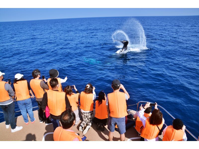 [Northern Japan Whale Watching] ★99% chance of encountering a whale★Okinawa's best seasickness prevention plan! Sickness medicine included & boat resistant to rocking★Special discount and parasailing set available★の紹介画像