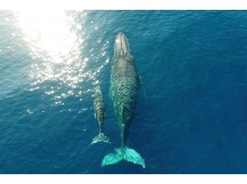 [Northern Japan Whale Watching] ★99% chance of encountering a whale★Okinawa's best seasickness prevention plan! Sickness medicine included & boat resistant to rocking★Special discount and parasailing set available★の紹介画像