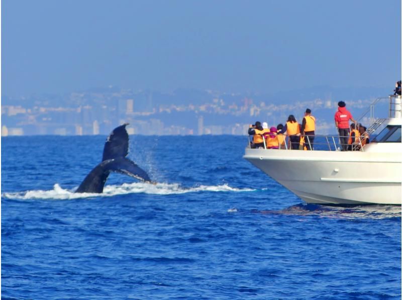 [Northern Japan Whale Watching] ★99% chance of encountering a whale★Okinawa's best seasickness prevention plan! Sickness medicine included & boat resistant to rocking★Special discount and parasailing set available★の紹介画像