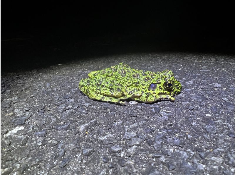 奄美大島【当日予約可能】SUP＆ナイトツアー（120分）【お得なセットプラン】☆ドローン空撮等写真の無料プレゼントあり☆の紹介画像