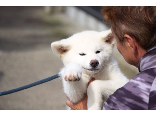 秋田 能代市 秋田犬ふれあい体験 アクティビティジャパン 秋田 能代市 秋田犬ふれあい体験 アクティビティジャパン