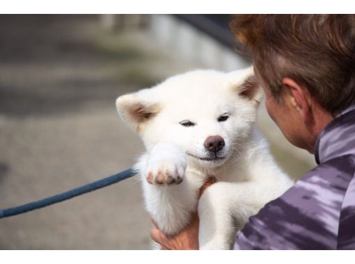 秋田 能代市 秋田犬ふれあい体験 アクティビティジャパン