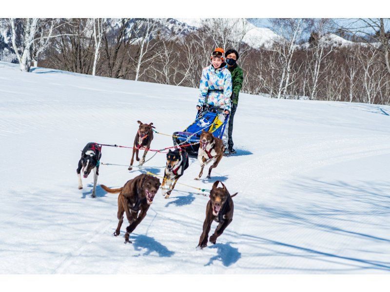 Winter Sports　Dog sledding