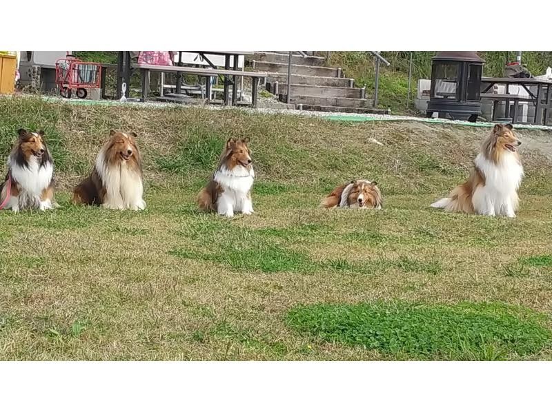 【奈良・奈良市】芝スペースでBBQ♪3時間貸し切りコースの紹介画像