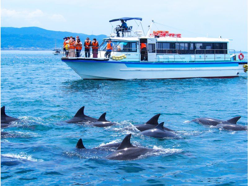 [Nagasaki / Minamishimabara City] Impressive experience ♪ Wild dolphin watching! All passengers will receive an original postcard ☆の紹介画像