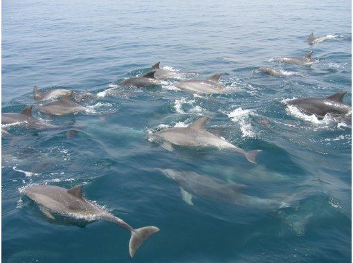 Nagasaki / Minamishimabara City] Impressive experience ♪ Wild