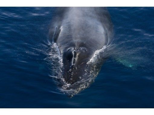 Amami / Northern] Whale watching (half-day course) Impressive