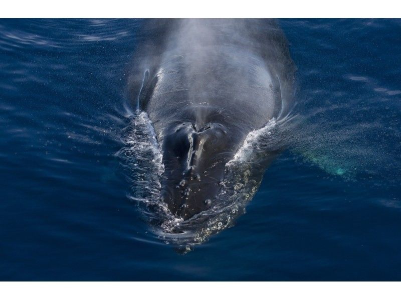 【奄美・北部】ホエールウォッチング（半日コース）大迫力のクジラのジャンプに感動体験！大型クルーザーで快適クルージング♪