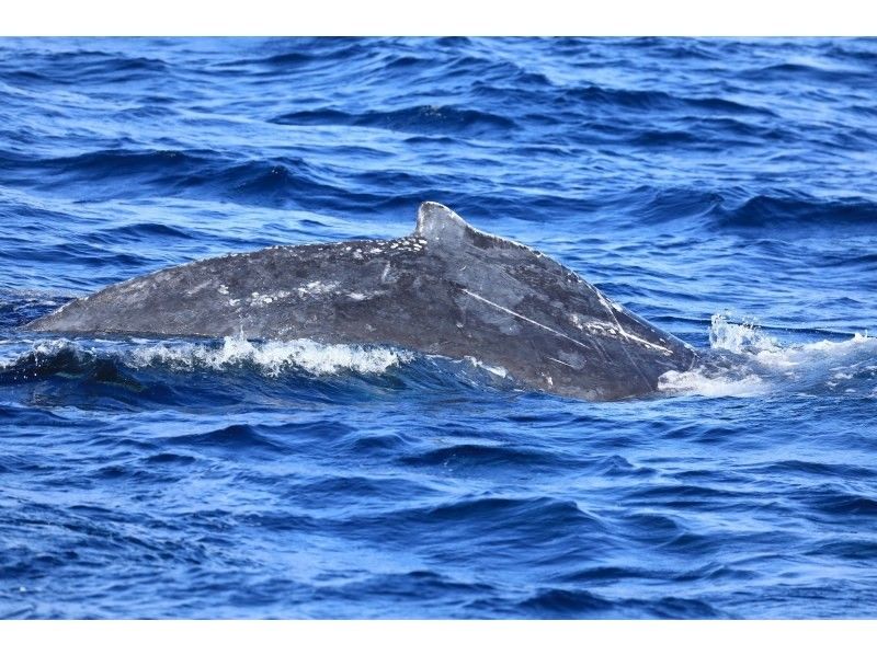 [Amami / Northern] Whale watching (half-day course) Impressive experience with a powerful whale jump! Comfortable cruising with a large cruiser ♪の紹介画像