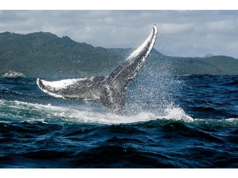 【奄美・北部】ホエールウォッチング（半日コース）大迫力のクジラのジャンプに感動体験！大型クルーザーで快適クルージング♪の紹介画像