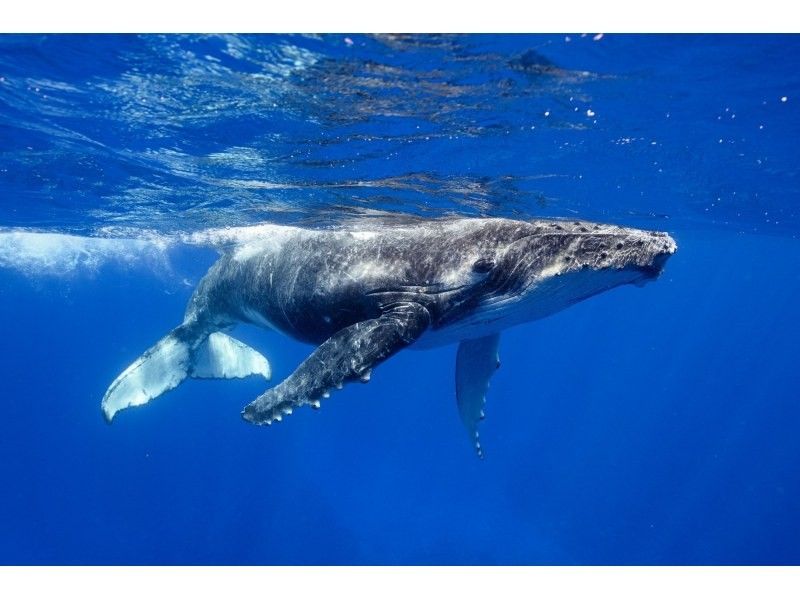 [Amami / Northern] Whale watching (half-day course) Impressive experience with a powerful whale jump! Comfortable cruising with a large cruiser ♪の紹介画像