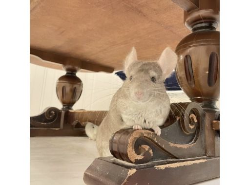 宮城 仙台 街中で小動物とふれあえる 50匹の動物と仲良くなれる満喫プラン ご家族でもお友達とも カップルでも アクティビティジャパン