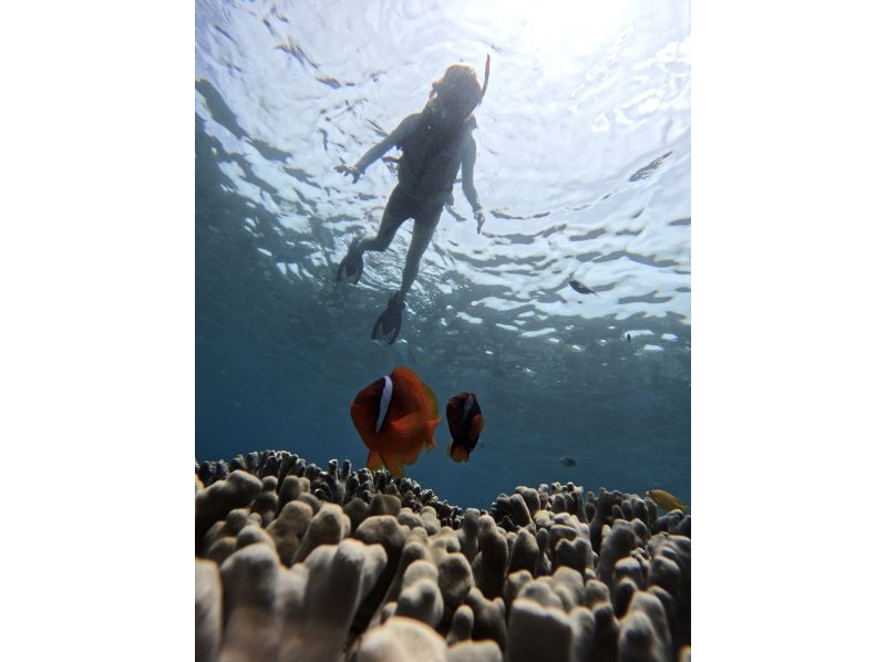  [沖縄・宮古島/伊良部島]シュノーケル・スキンダイビング 1ポイント完全貸し切り！初心者歓迎！の紹介画像