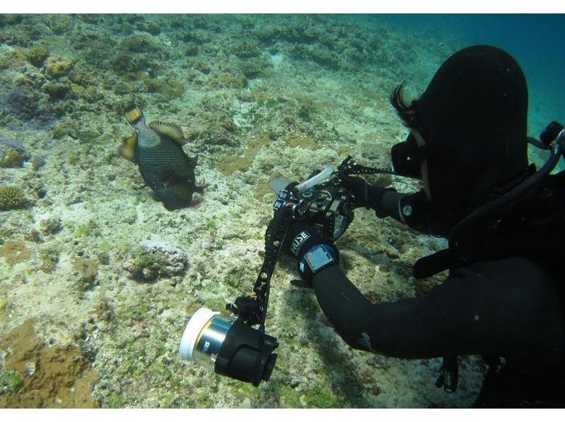 【 冲绳 · 久米岛 】神奇的海扇深潜 （2次潜水）の紹介画像