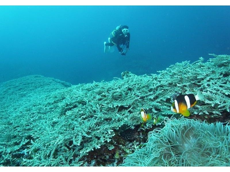 【 冲绳 · 久米岛 】神奇的海扇深潜 （2次潜水）の紹介画像