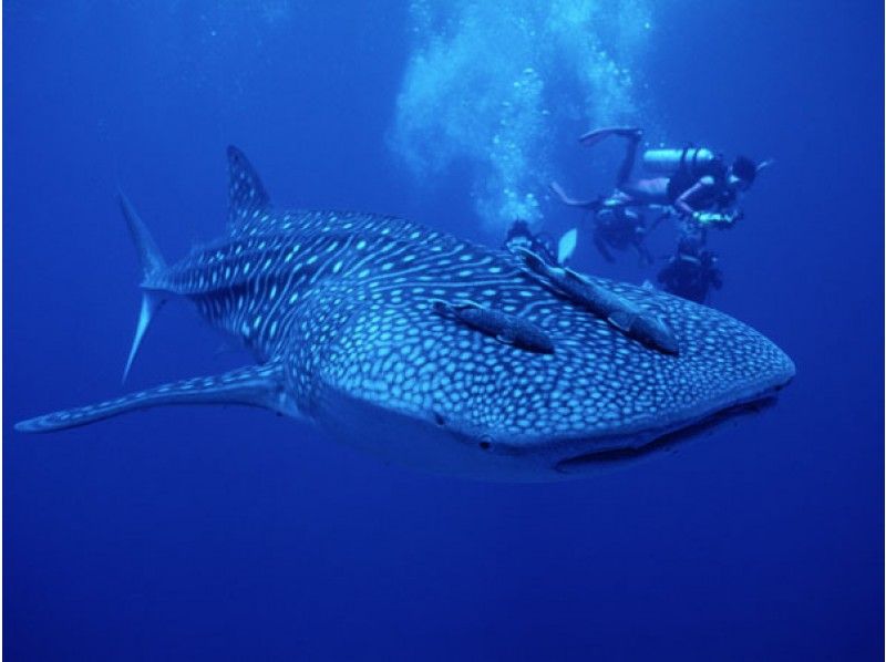 ダイブエスティバン DIVE ESTIVANTの最新写真